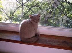 Britská krátkosrstá koťata s rodokmenem